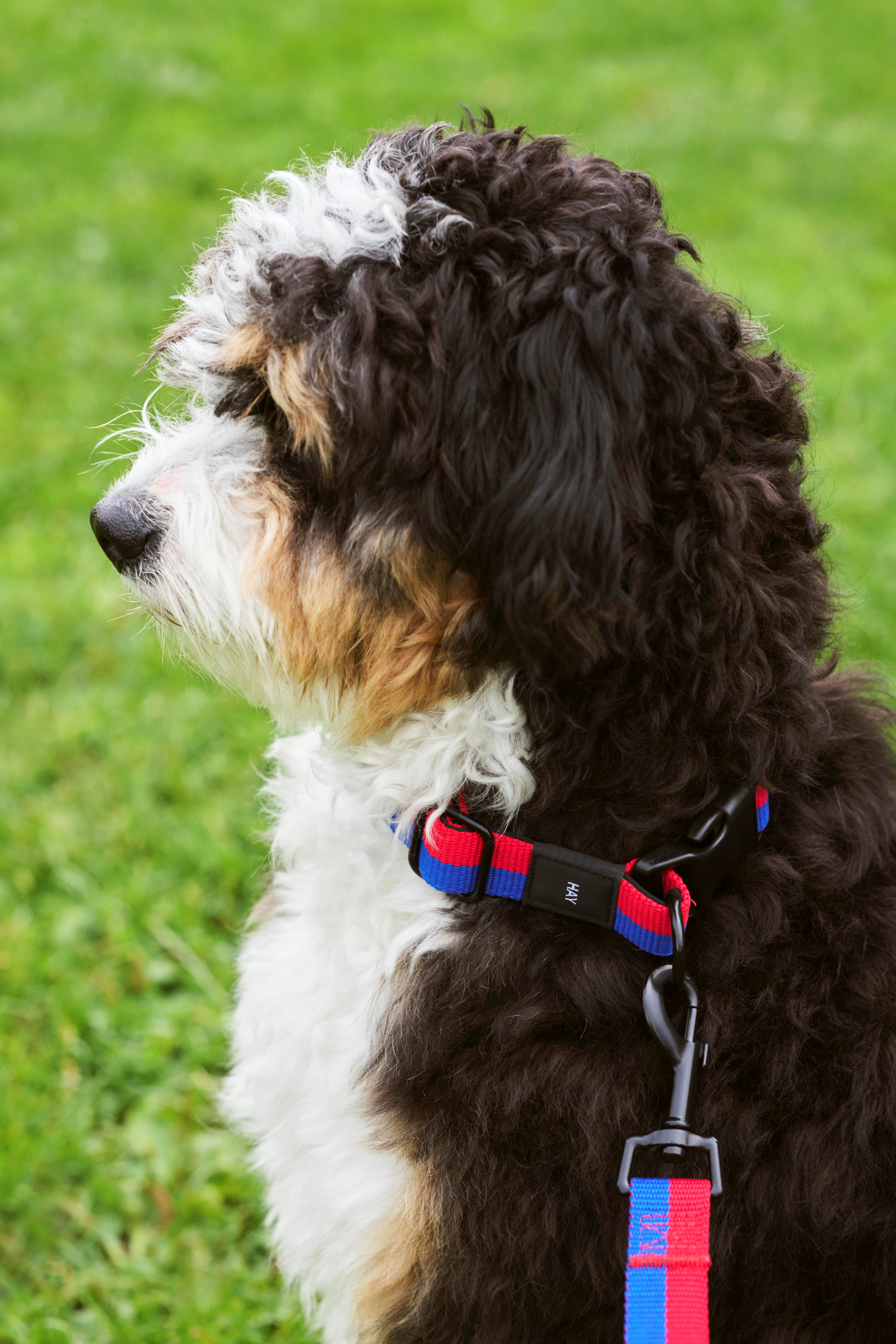 HAY Dogs Collar Flat-M/L-Red, blue | Hay | Home of Solinfo
