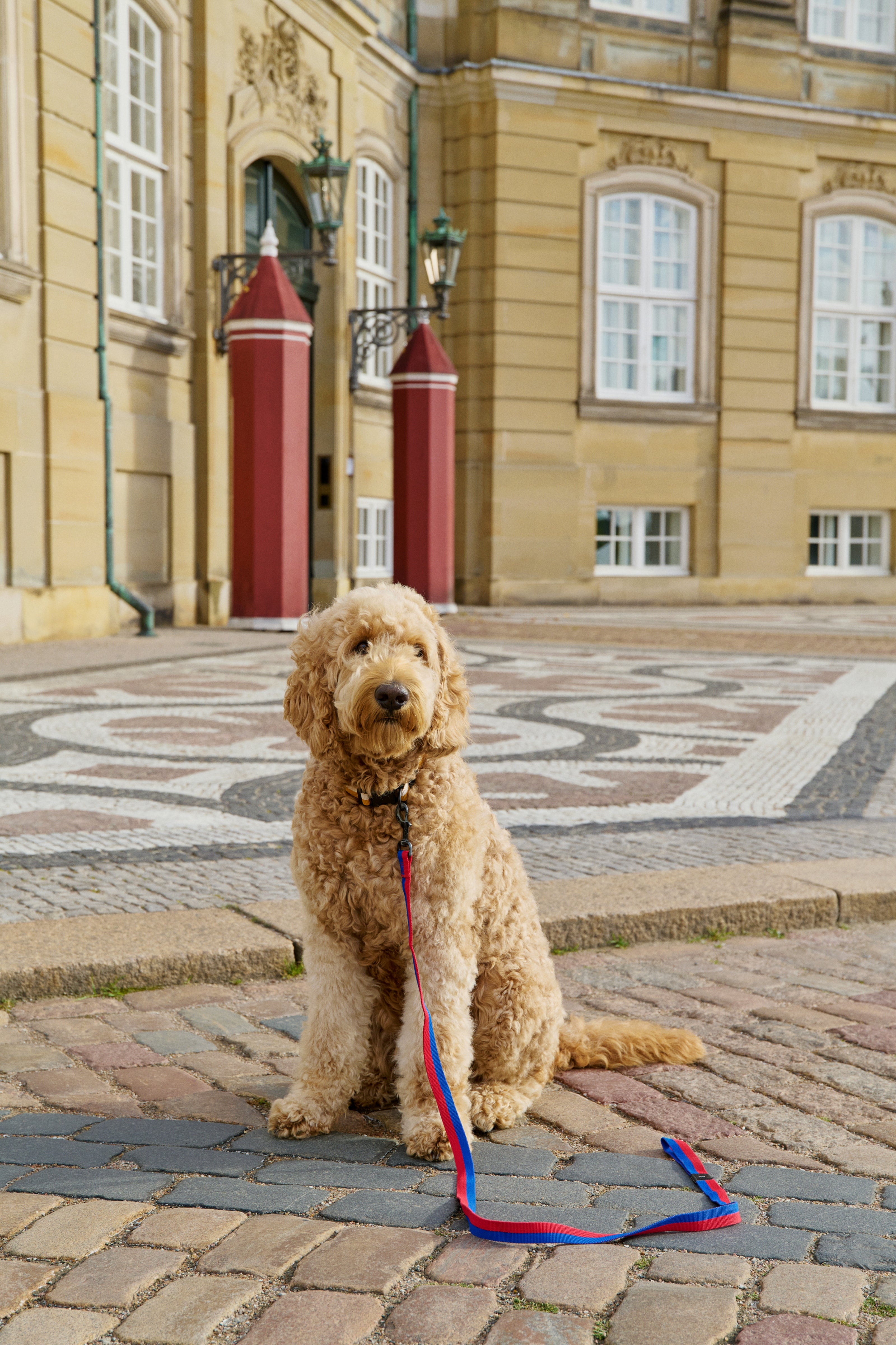 HAY Dogs Leash-Flat M/L-Red, blue | Hay | Home of Solinfo