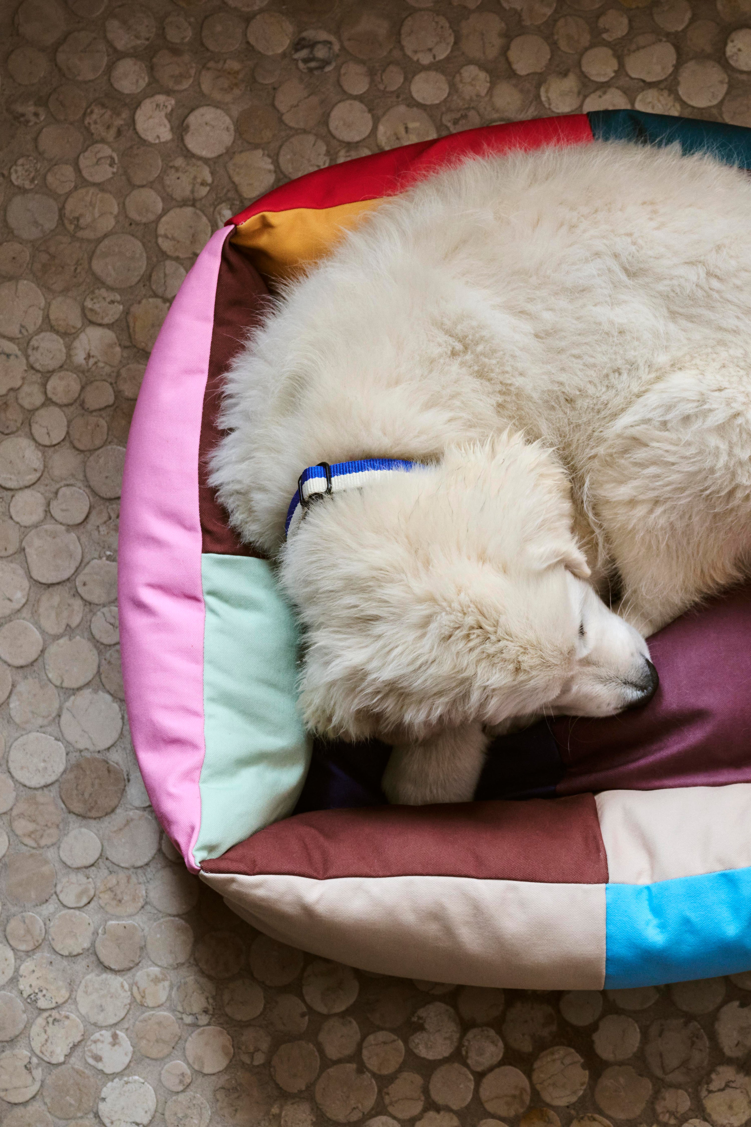 HAY Dogs Bed-Medium-Multi | Hay | Home of Solinfo