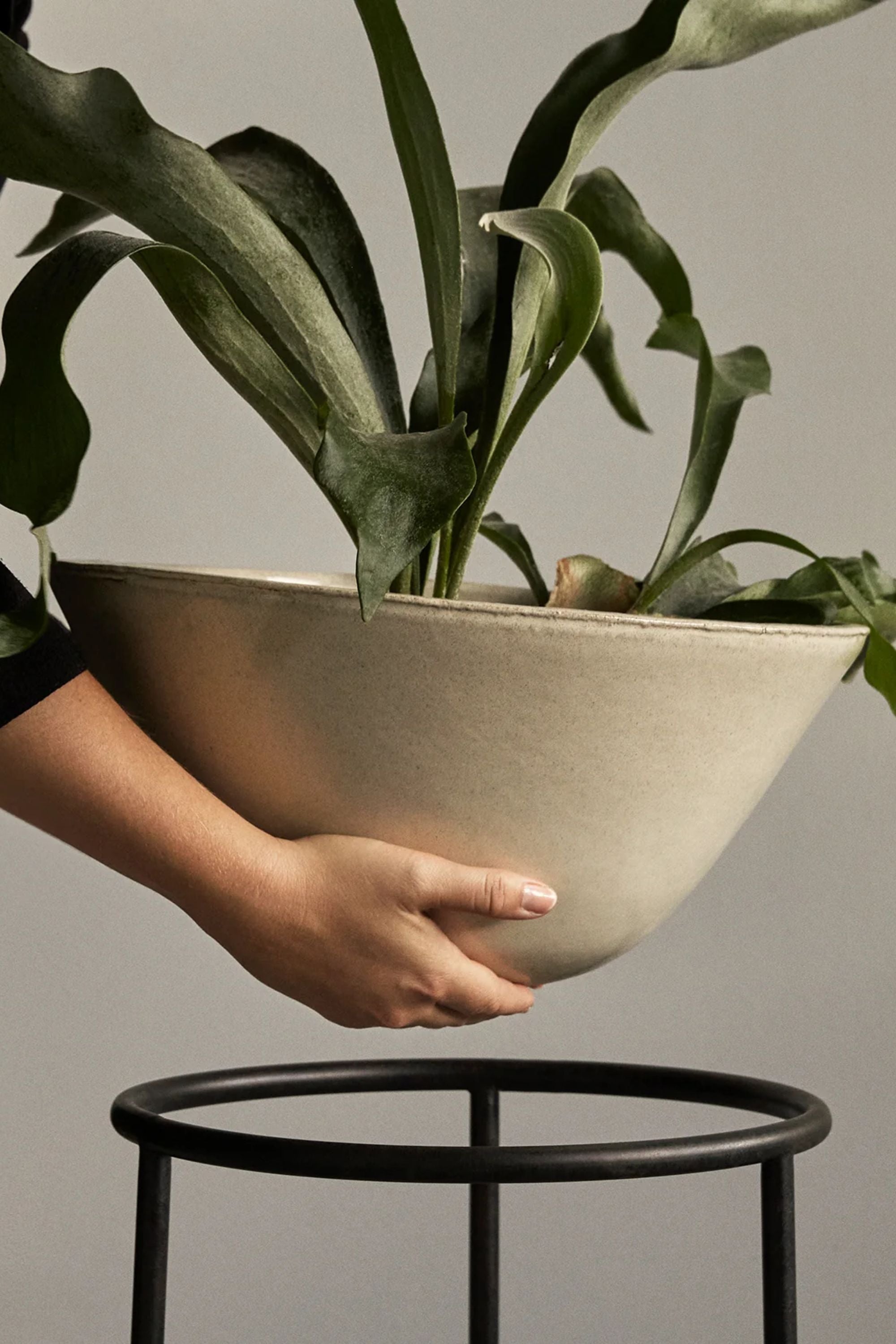 Daiza Planter H67 Ivory