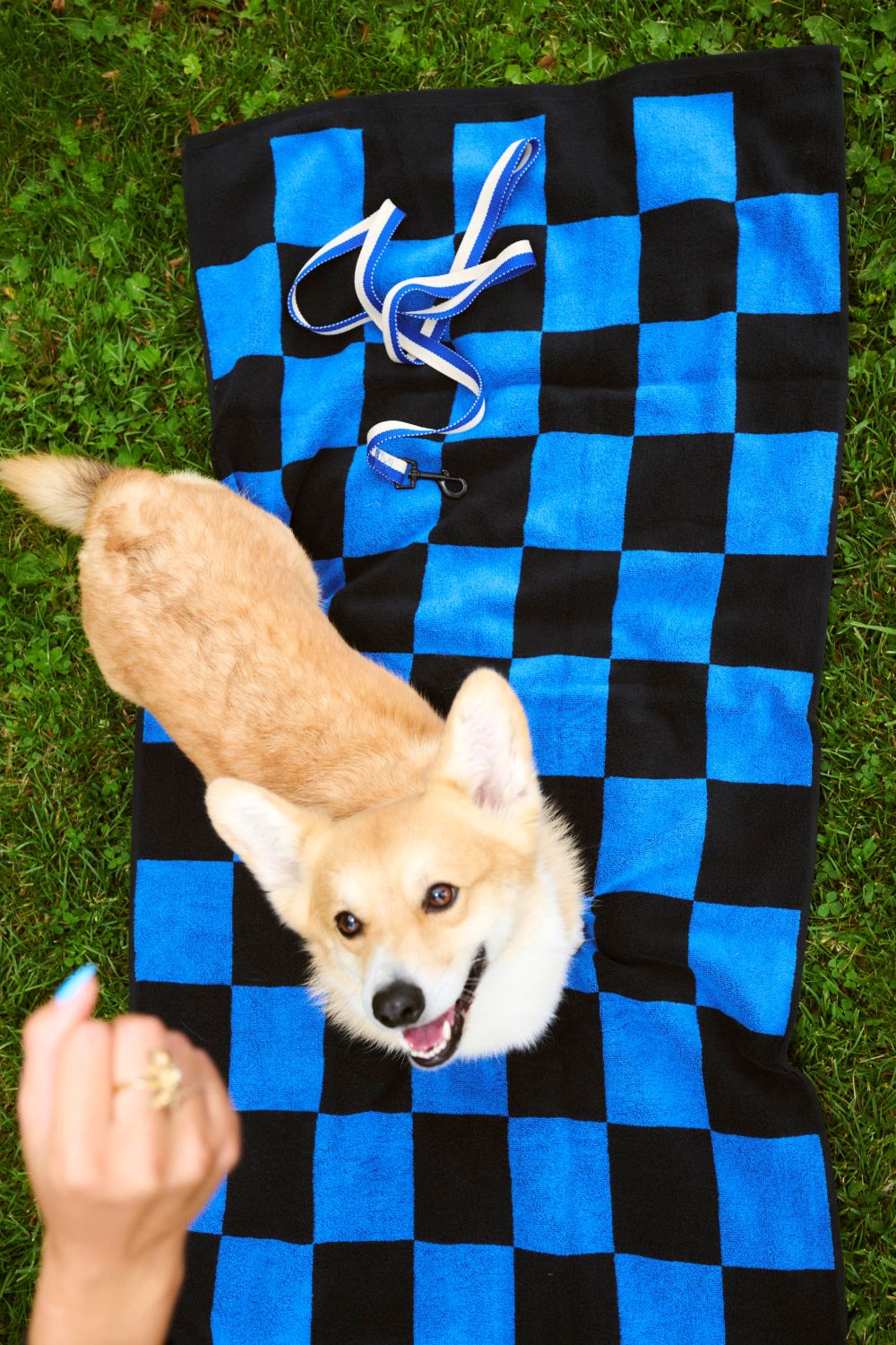 HAY Dogs Leash Flat M/L Blue and White