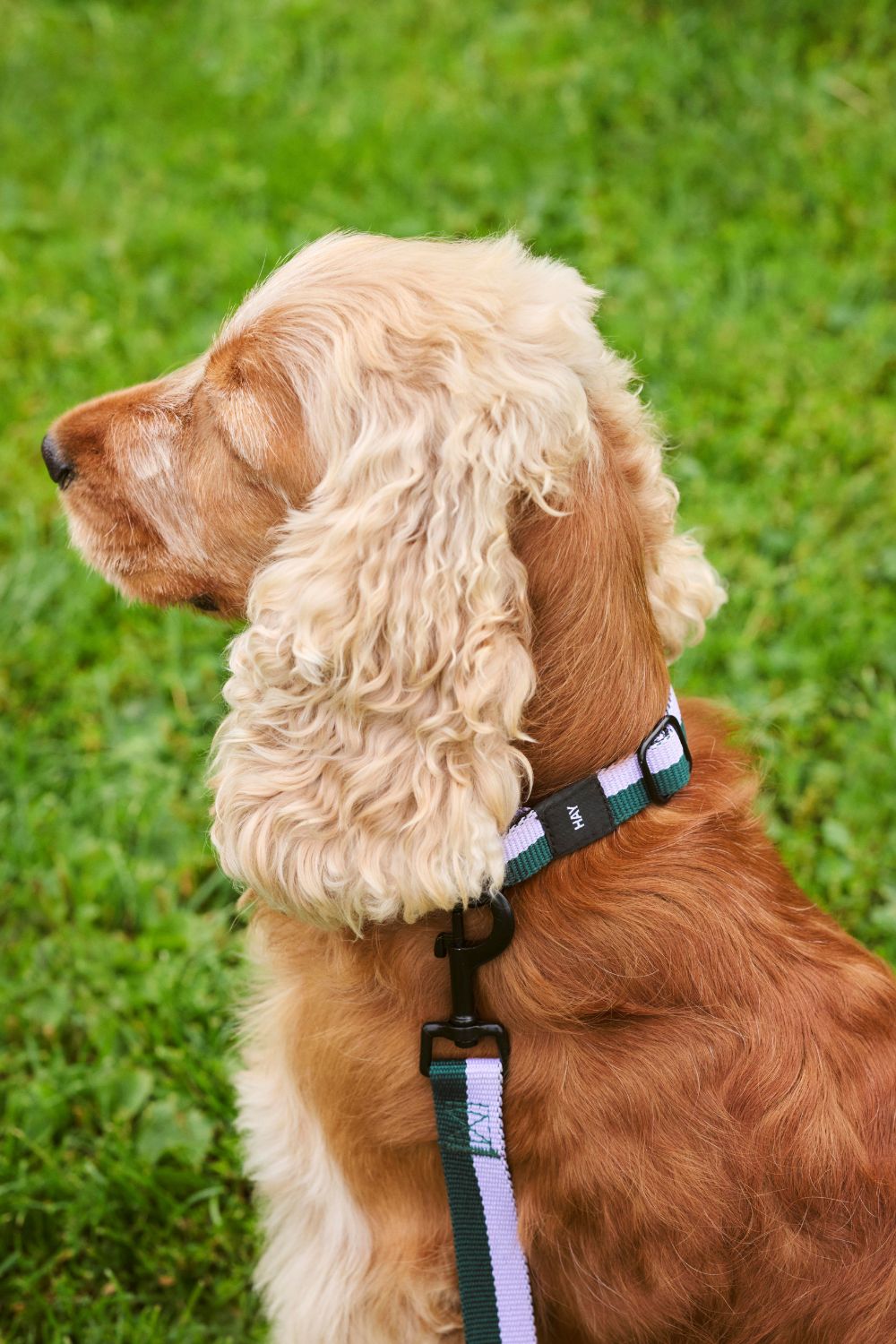 HAY Dogs Leash Flat M/L Lavender and Green