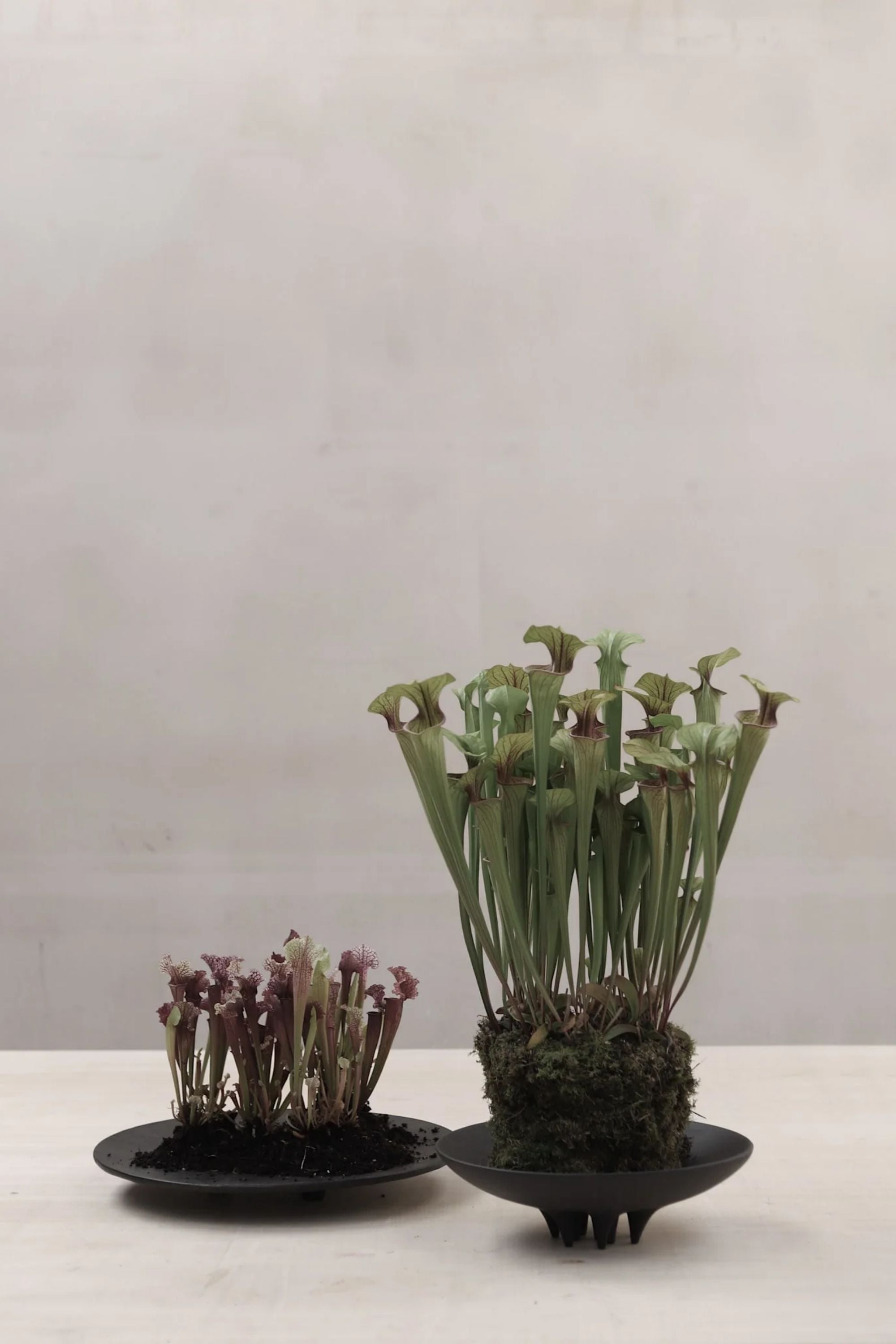 Medusa tál kávészínű