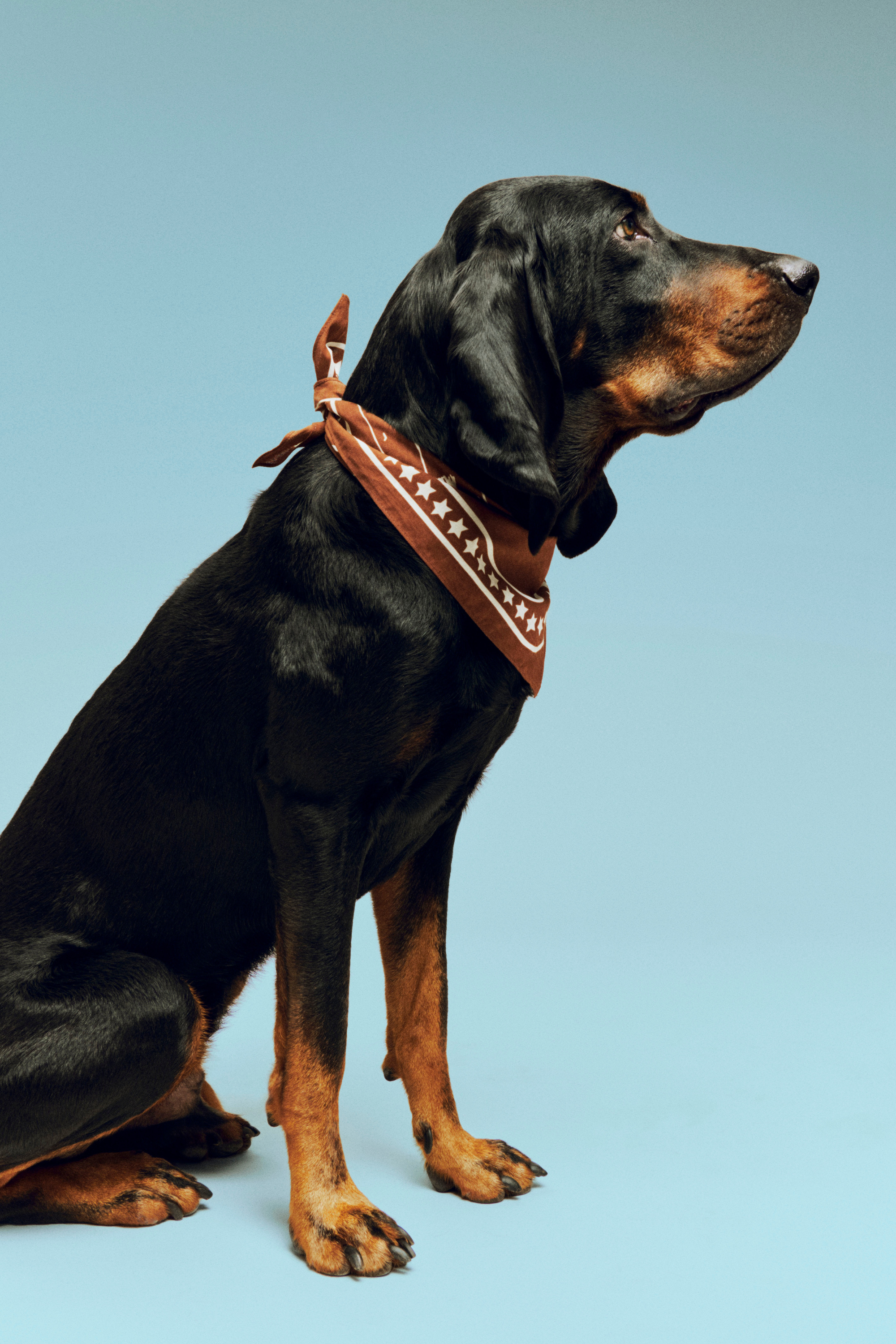 HAY Dogs Scarf (Recycled) 55x55 Brown