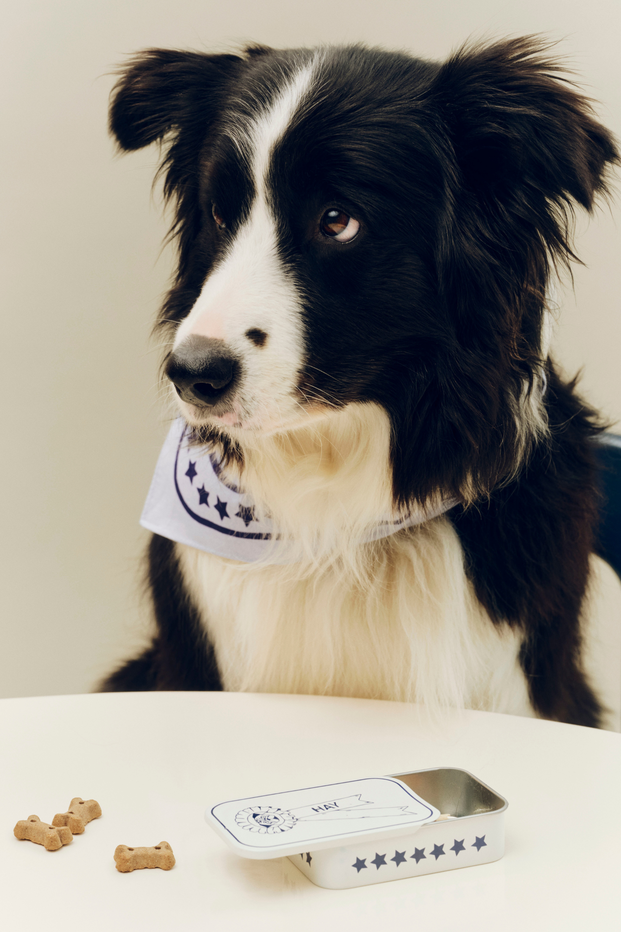 HAY Dogs Treat Tin Blue and white