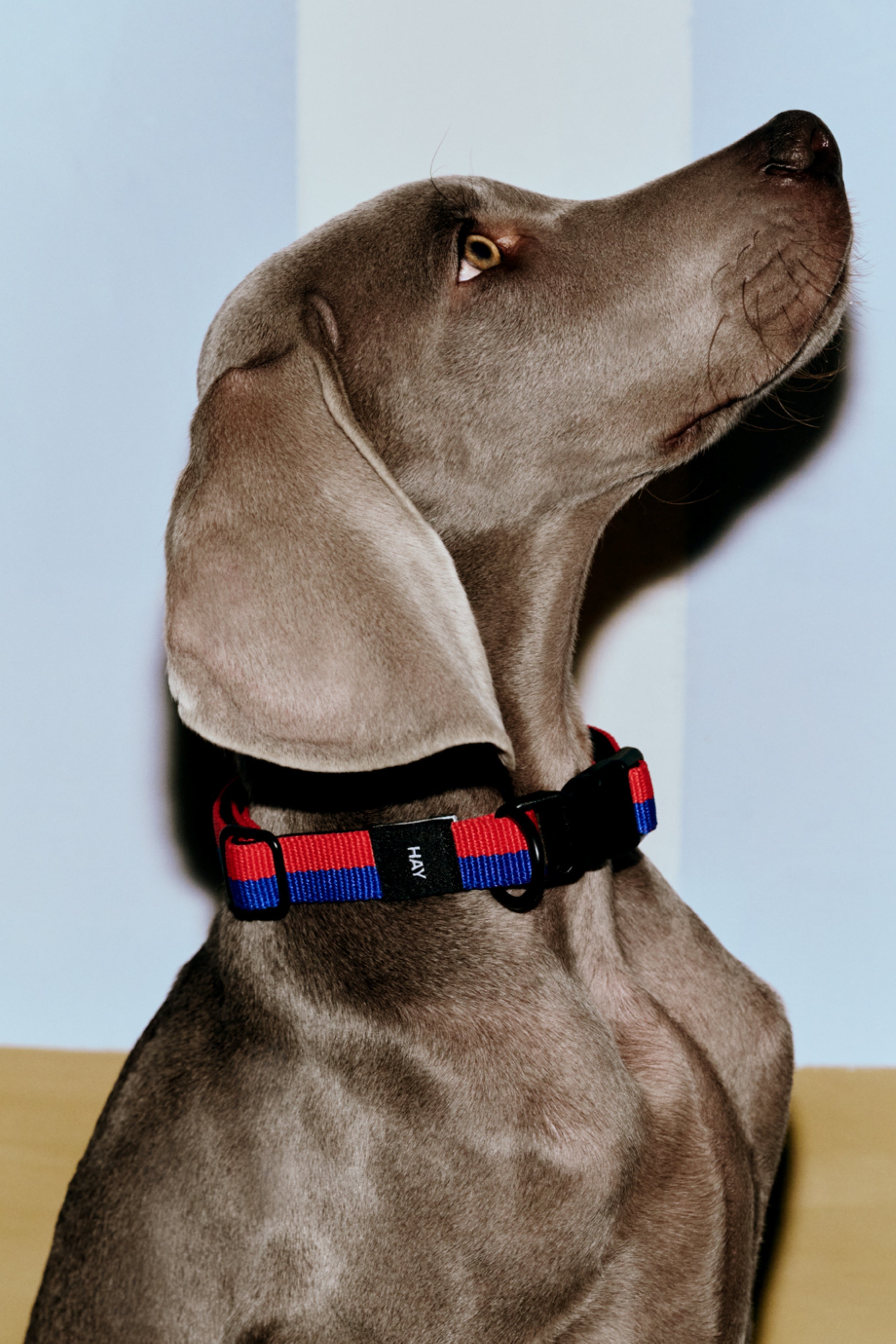 HAY Dogs Collar Flat-M/L-Red, blue | Hay | Home of Solinfo