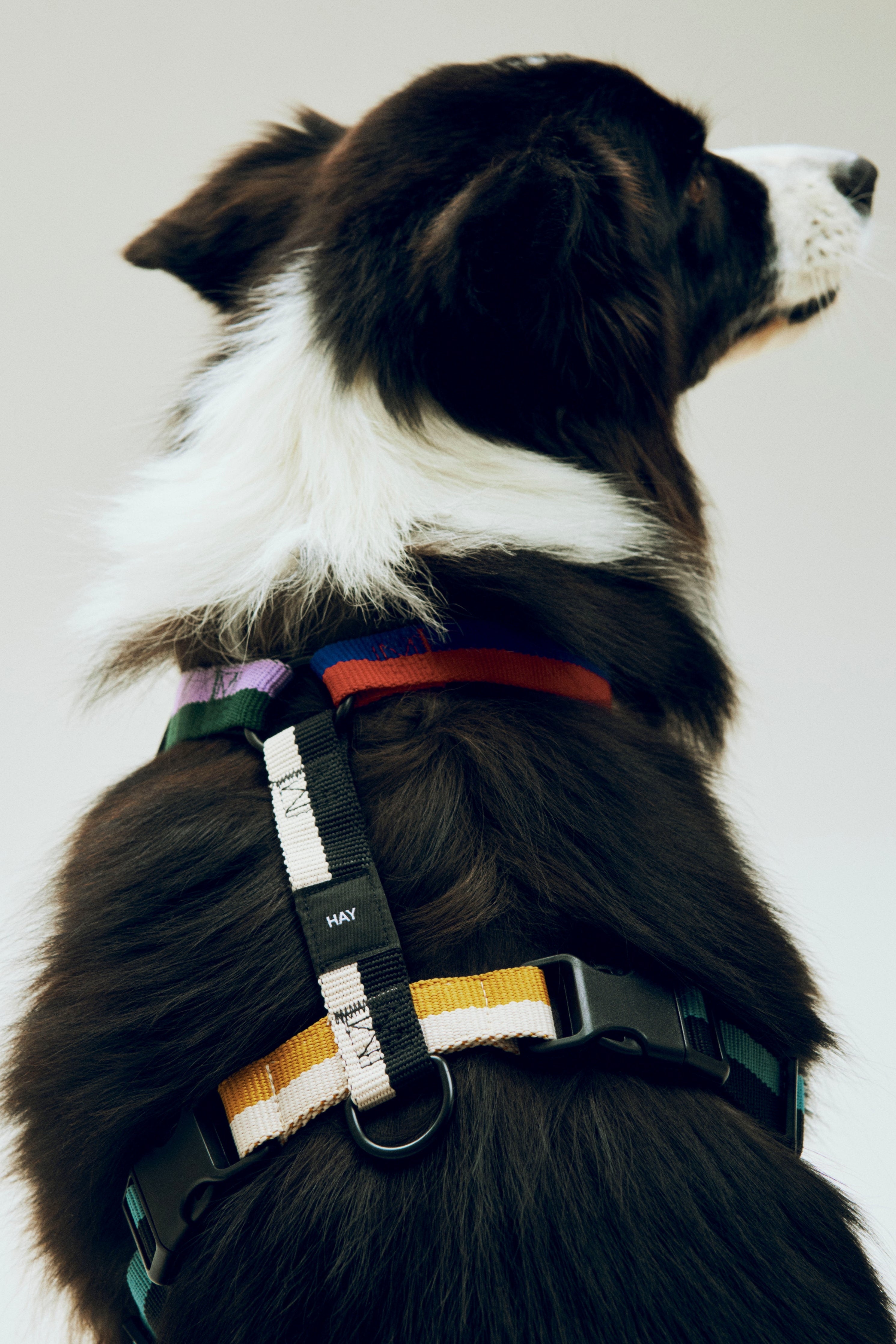 HAY Dogs Harness-Medium-Multi colour | Hay | Home of Solinfo