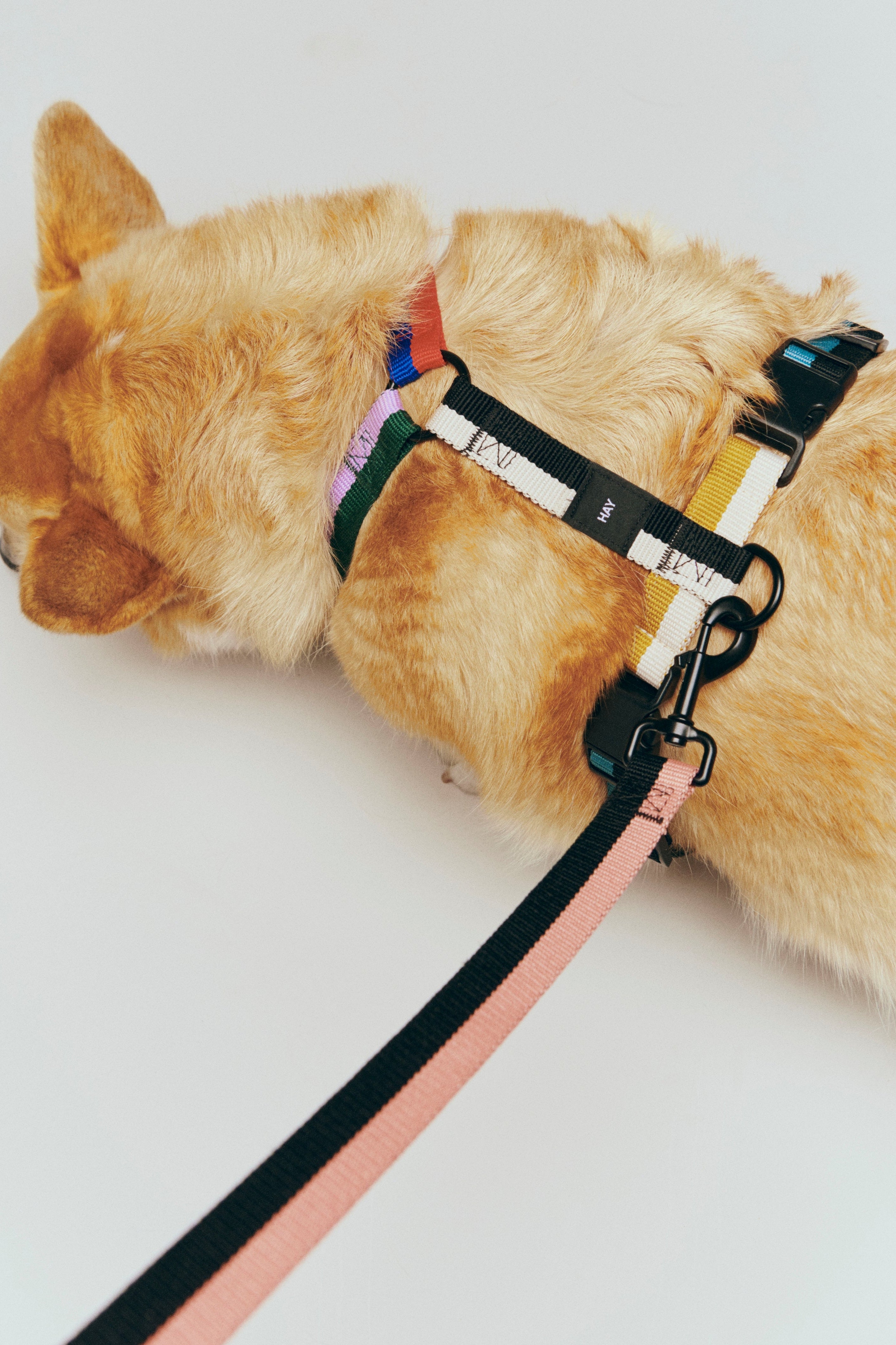 HAY Dogs Harness-Medium-black and white | Hay | Home of Solinfo