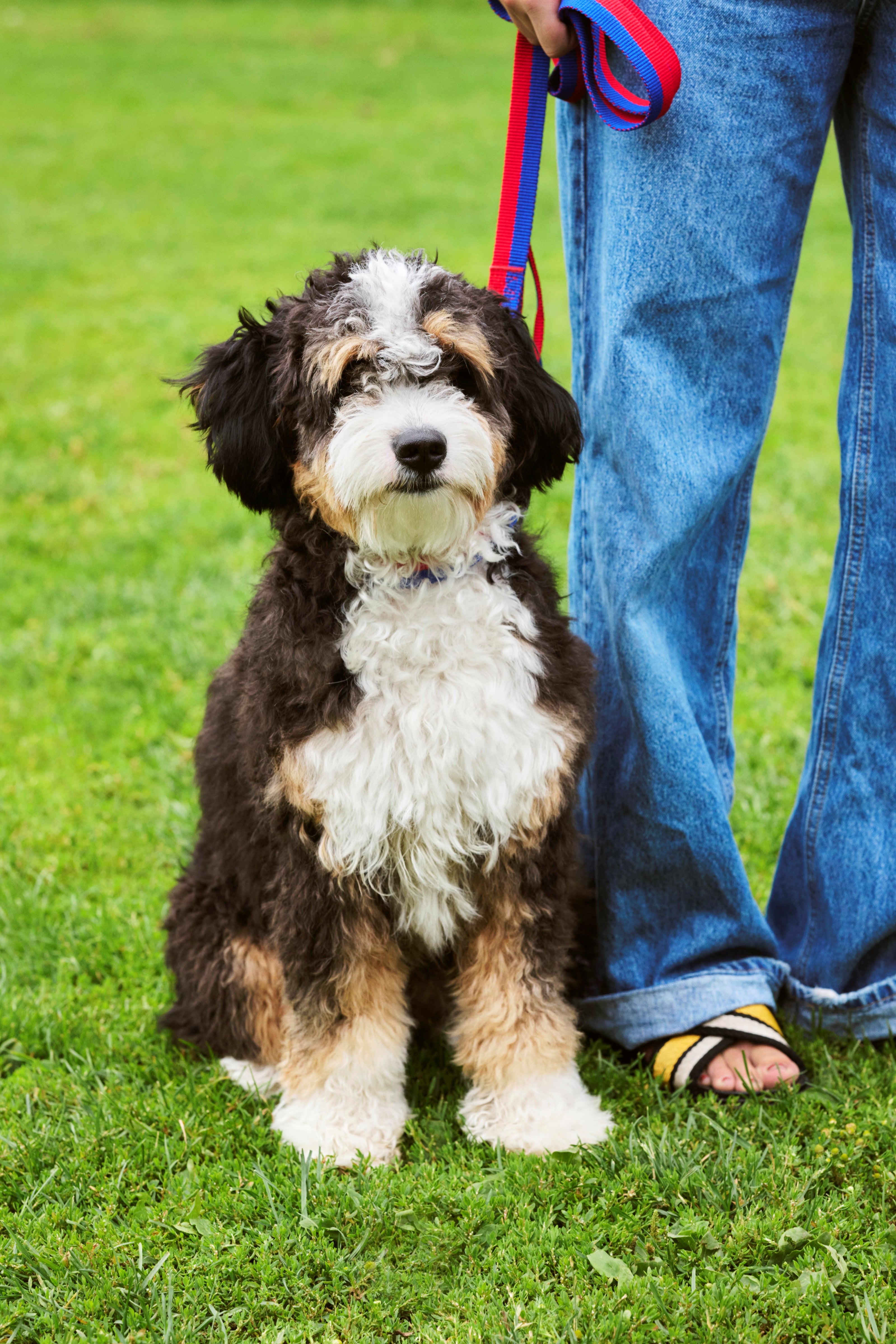 HAY Dogs Leash-Flat M/L-Red, blue | Hay | Home of Solinfo