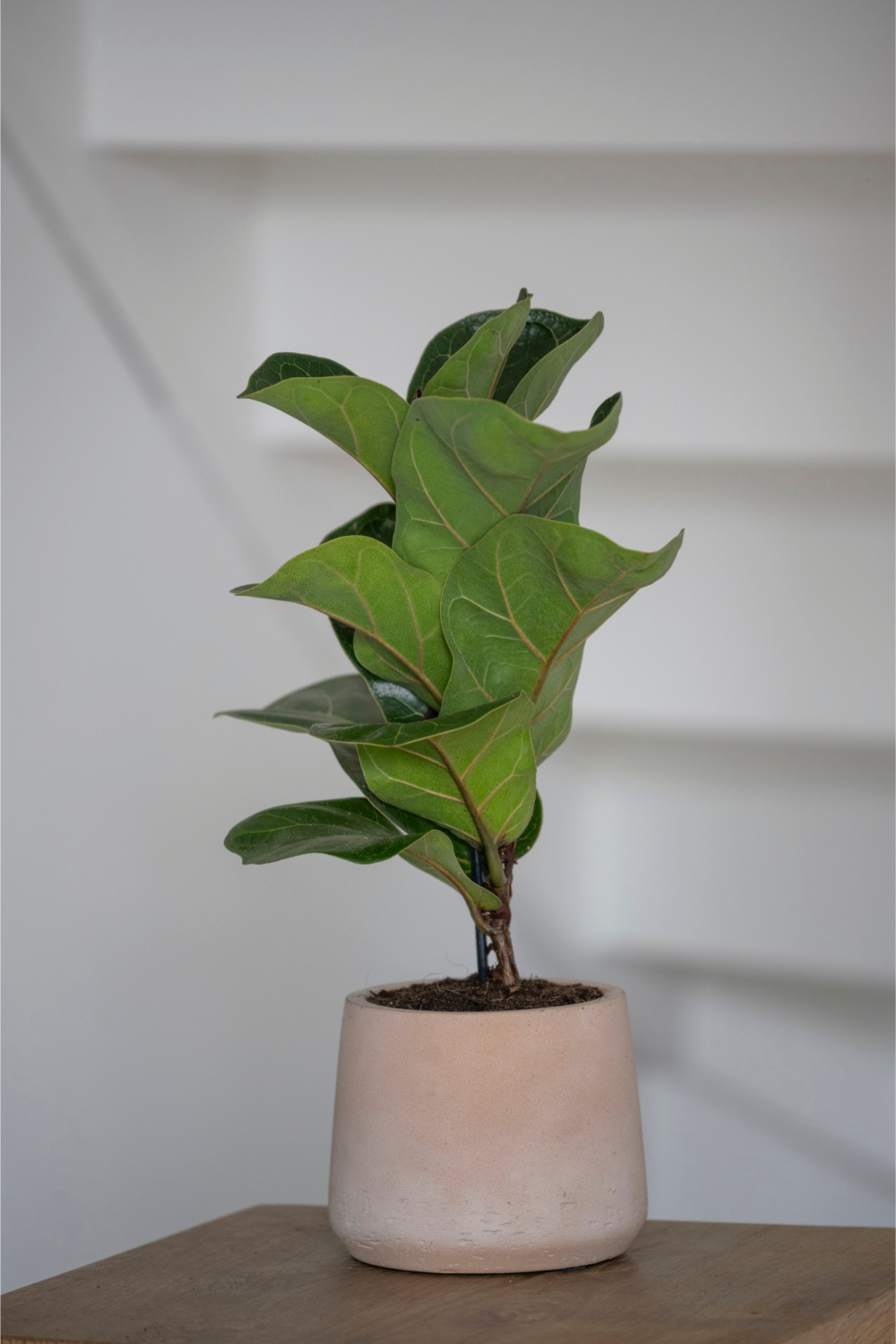 Patt M Clay Washed Flowerpot