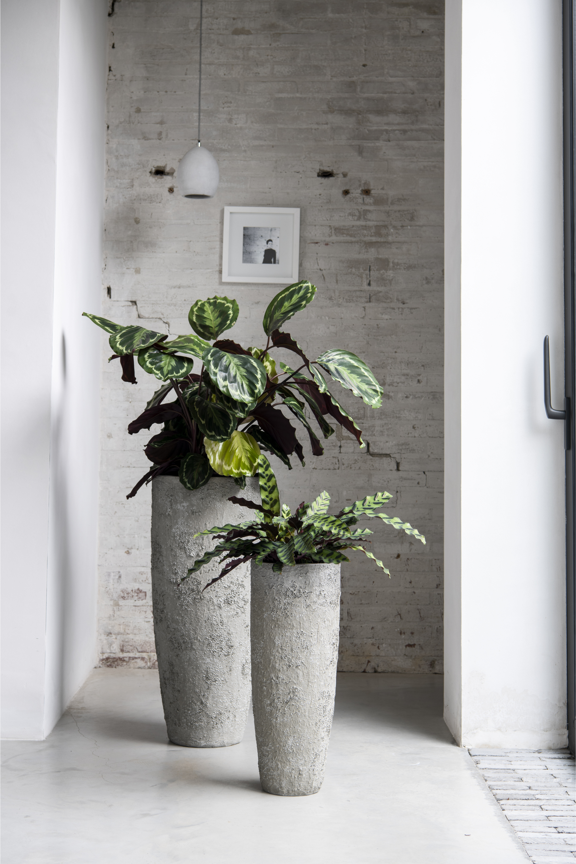 Dax M Imperial White Washed Flowerpot