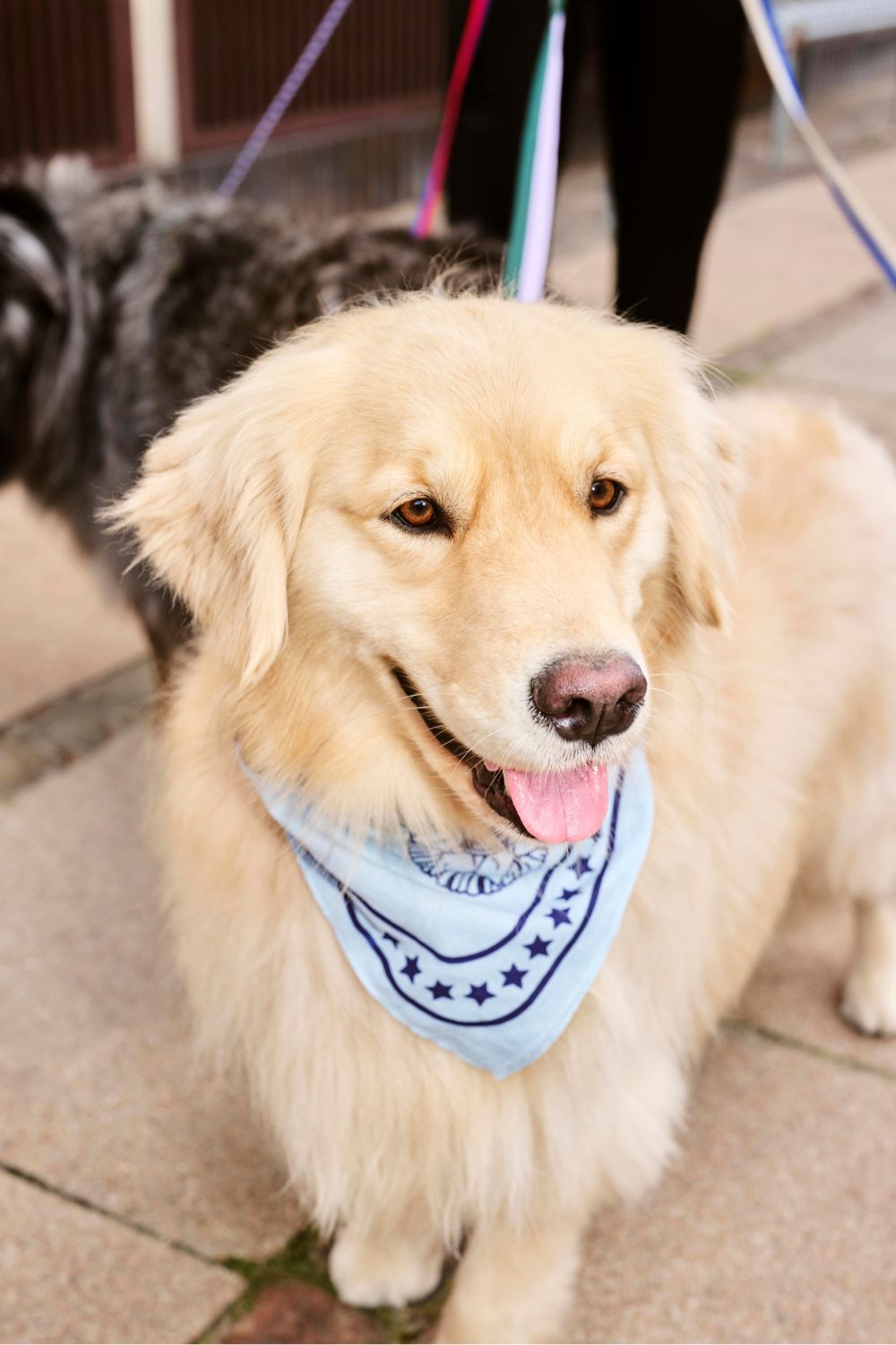 HAY Dogs Scarf Light Blue