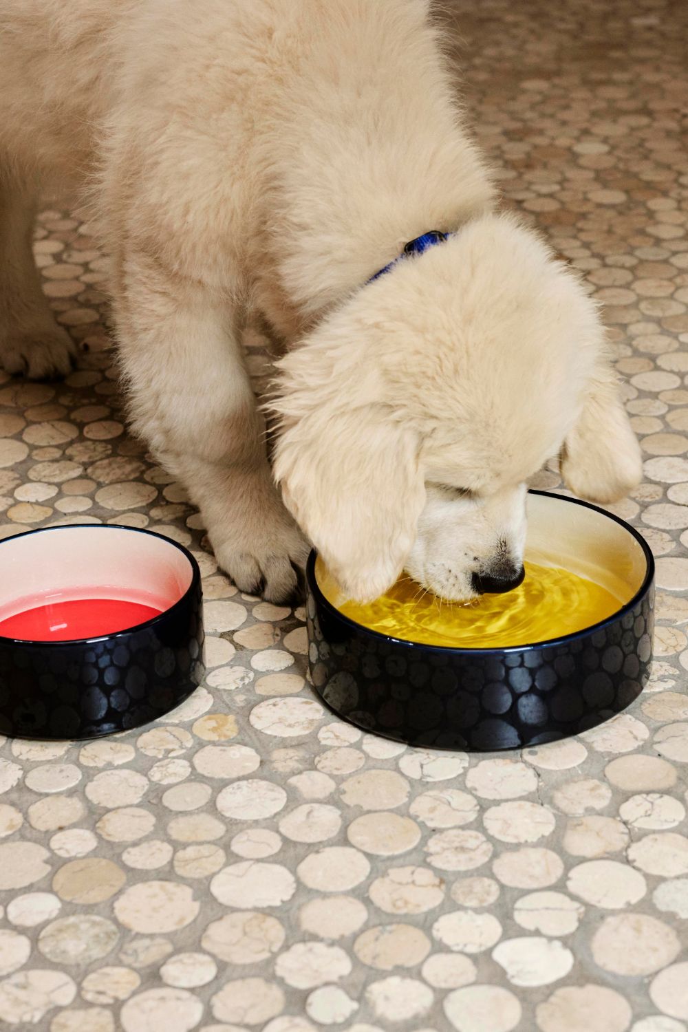 HAY Dogs Bowl Large Yellow and Blue