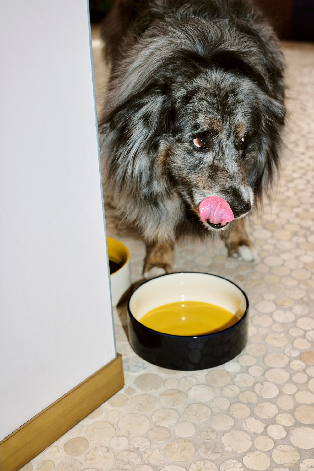 HAY Dogs Bowl Large Blue and Yellow | Hay | Home of Solinfo