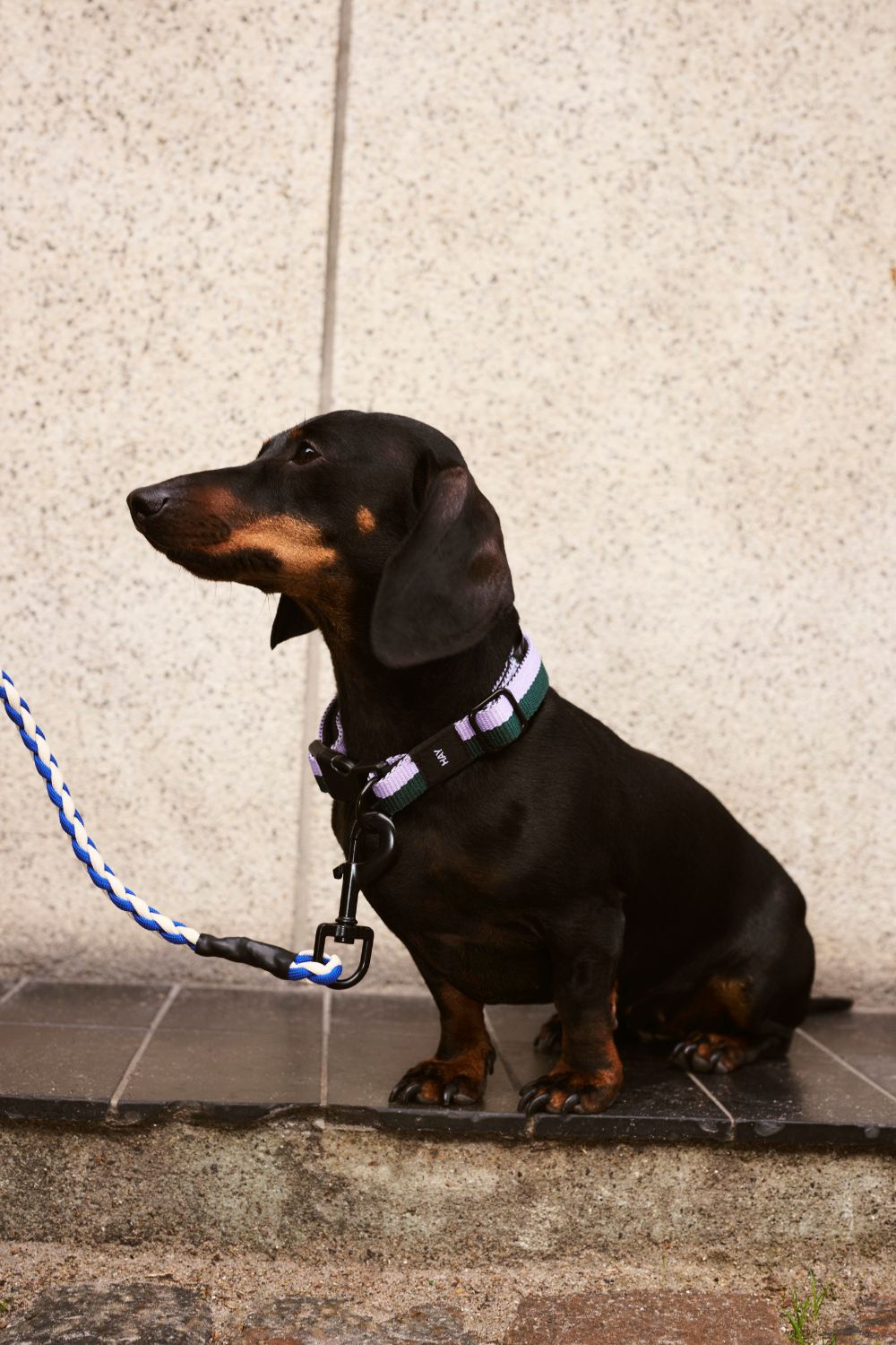 HAY Dogs Collar Flat S/M Lavender and Green
