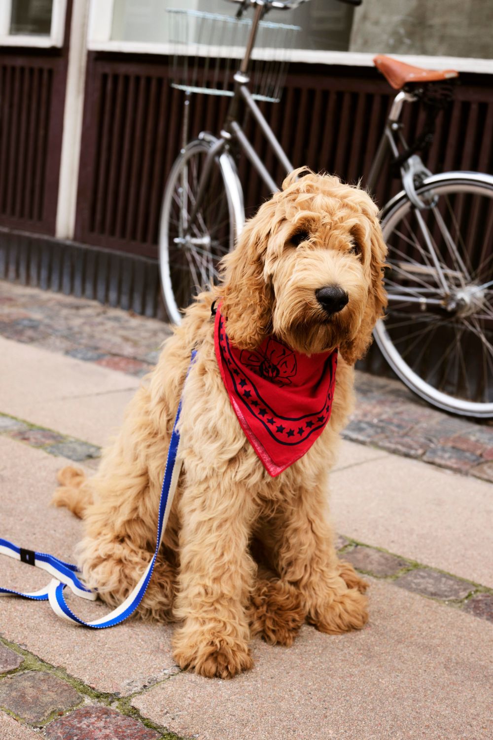 HAY Dogs Scarf Red