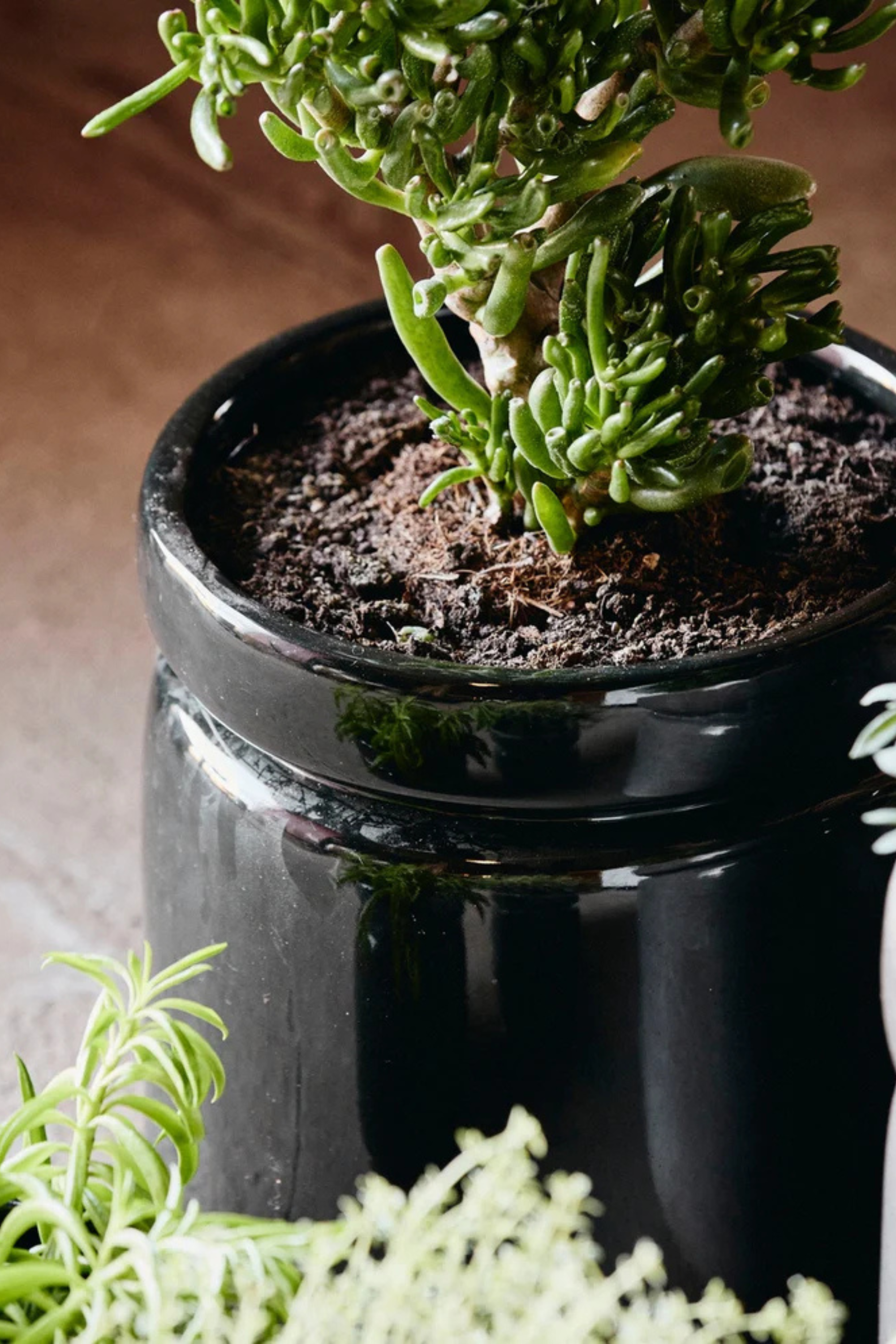 Isa kaspó, L, fényes fekete mázzal