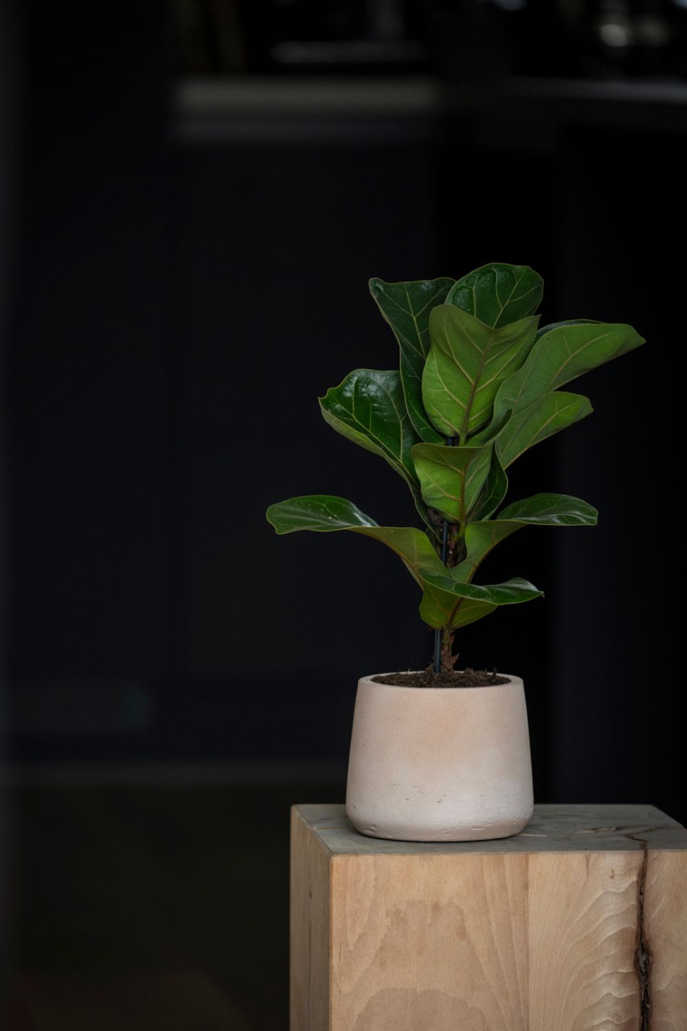 Patt L Clay Washed Flowerpot | Pottery Pots | Home of Solinfo